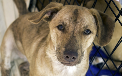 image for December 2nd is National Mutt Day!